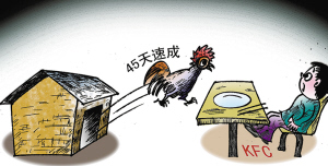 速成养鸡 见利忘义